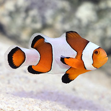 Captive-Bred Peacekeeper Maroon Clownfish 
(Premnas biaculeatus)