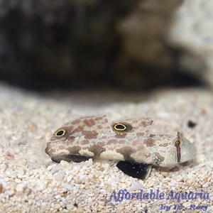 Two Spot Goby