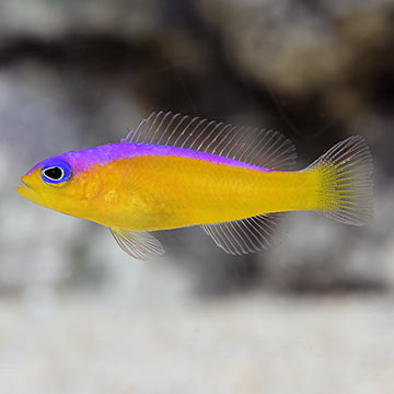 P_72394_Purple_Stripe_Dottyback (1) Purple Stripe Dottyback - Image 1