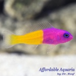Bicolor Dottyback