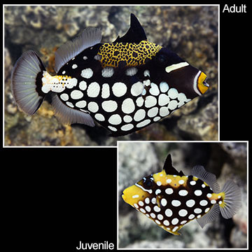 Clown Triggerfish 
(Balistoides conspicillum)