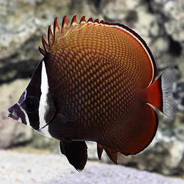 Pakistan Butterflyfish 
(Chaetodon collare)
