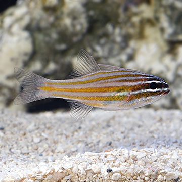 Yellowstriped Cardinalfish 
(Ostorhinchus cyanosoma)