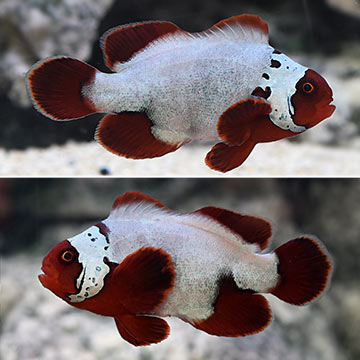 Maine Blizzard Clownfish, Captive-Bred 
(Amphiprion percula)