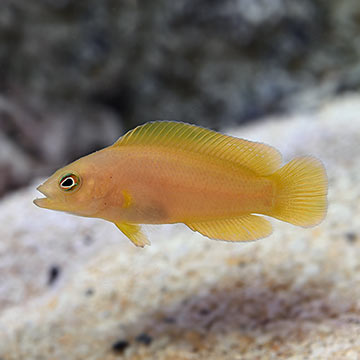 P_Yellow_Dottyback Yellow Dottyback - Image 1