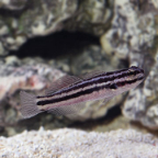 Biota Captive-Bred Link's Goby(Amblygobius linki)