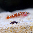 Biota Captive-Bred White Spotted Dwarf Goby(Trimma cf. caesiura)