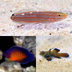 Biota Premium Marine Fish Pack (Miscellaneous species)
