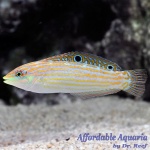 Adorned Wrasse