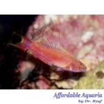 Bell's Flasher Wrasse