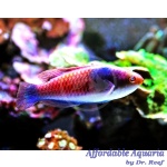 Bluehead Fairy Wrasse