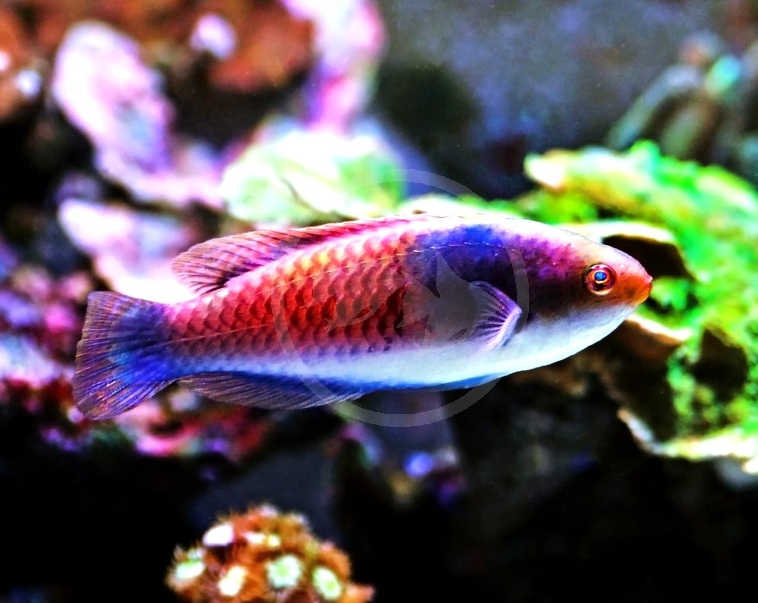 bluehead Bluehead Fairy Wrasse - Image 1