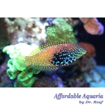 Blue Star Leopard Wrasse EXPERT ONLY