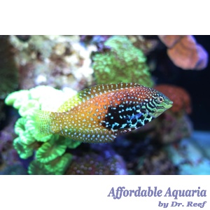 Blue Star Leopard Wrasse EXPERT ONLY