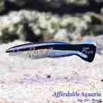 Bluestreak Cleaner Wrasse (Captive Bred)