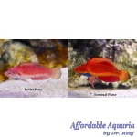 Blue Throat Fairy Wrasse