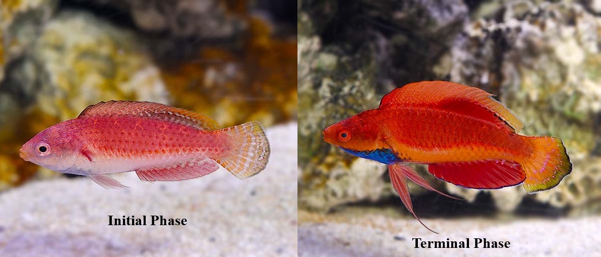 bluethroatfairywrasse Blue Throat Fairy Wrasse - Image 1