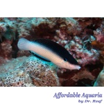 Black-backed (China) Wrasse EXPERT ONLY