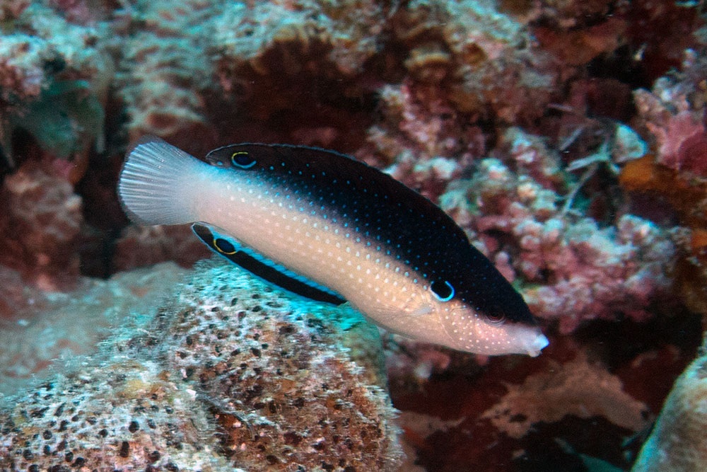 china Black-backed (China) Wrasse EXPERT ONLY - Image 1