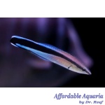 Bluestreak Cleaner Wrasse