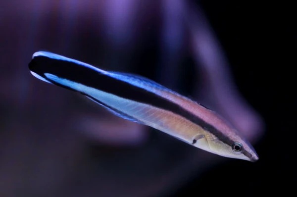 cleaner Bluestreak Cleaner Wrasse - Image 1