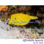 Cubicus Boxfish