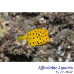 Cubicus Boxfish EXPERT ONLY