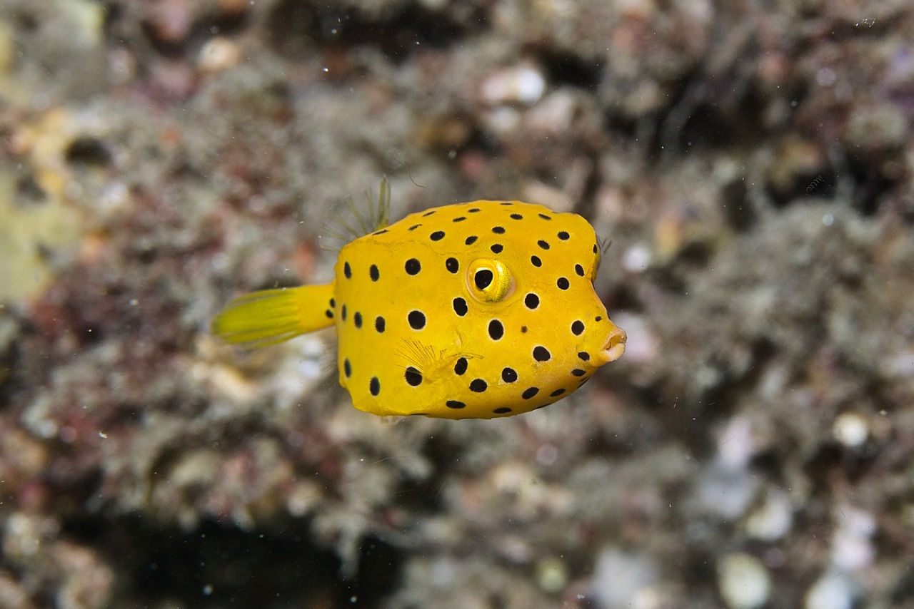 Cubicus Boxfish EXPERT ONLY