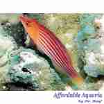 Eightline Flasher Wrasse (Male) - Image 2