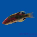Exquisite Fairy Wrasse
