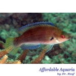 Fine Spotted Fairy Wrasse