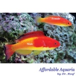 Hooded Fairy Wrasse (Female)