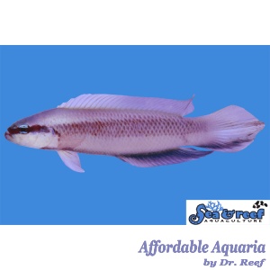 Captive-Bred Indigo Dottyback