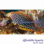 Leopard Wrasse