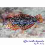 Leopard Wrasse Ornate