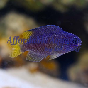 Biota Captive-Bred Sapphire Damselfish (Pomacentrus pavo)