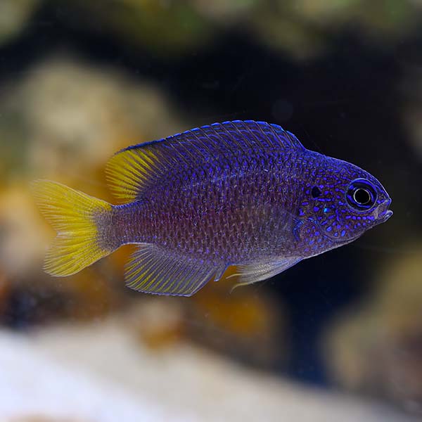 lg-0114201 221 Biota Captive-Bred Sapphire Damselfish (Pomacentrus pavo) - Image 1