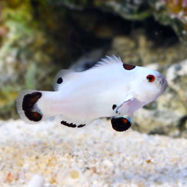 Platinum Storm Clownfish, Captive-Bred 
(Amphiprion ocellaris)