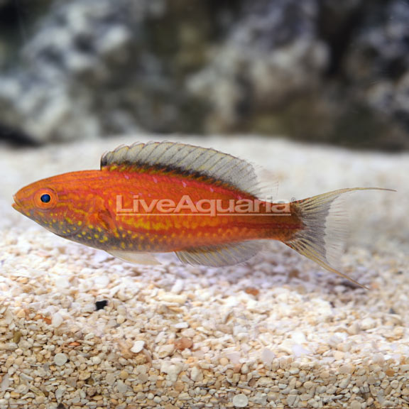 Lunate Fairy Wrasse 
(Cirrhilabrus lunatus)