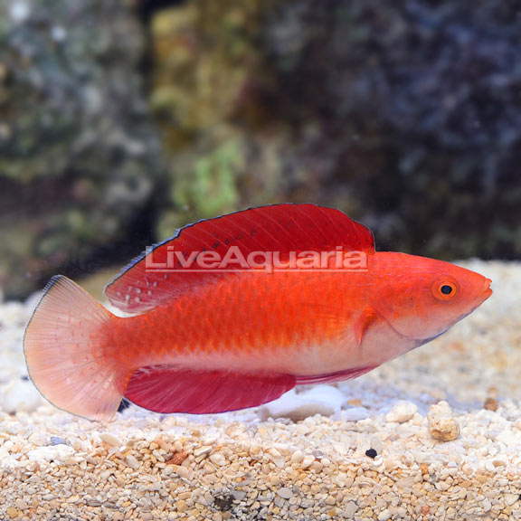 Redfin Wrasse 
(Cirrhilabrus rubripinnis)