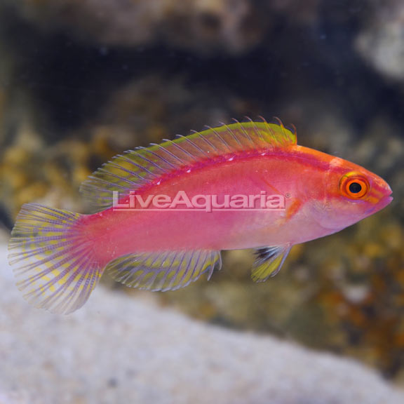 Rose-Band Fairy Wrasse 
(Cirrhilabrus roseafascia)