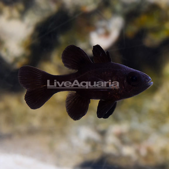 Black Cardinalfish 
(Apogonichthyoides melas)