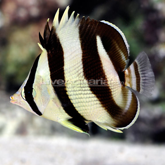 Banded Butterflyfish 
(Chaetodon striatus)