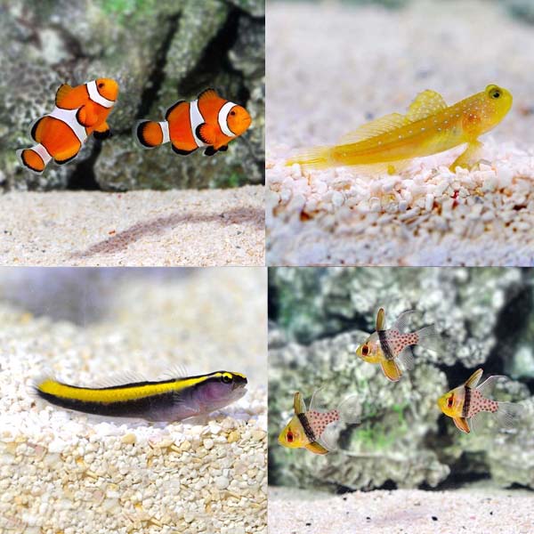 Purple Firefish 
(Nemateleotris decora)