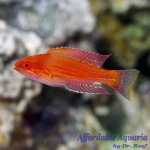 Royal Flasher Wrasse