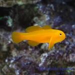 Yellow Clown Goby
