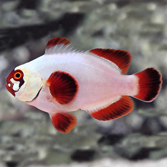 Captive-Bred Gold Nugget Maroon Clownfish
(Premnas biaculeatus)