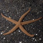 Green Sea Star 
(Nardoa galatheae)