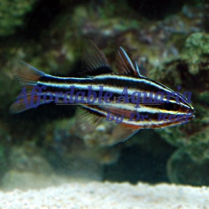 Black Striped Cardinalfish (Apogon spp.)
