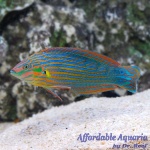 Melanurus Wrasse